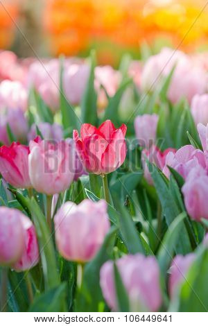 Blooming Spring Flowers Tulips In The Sunlight