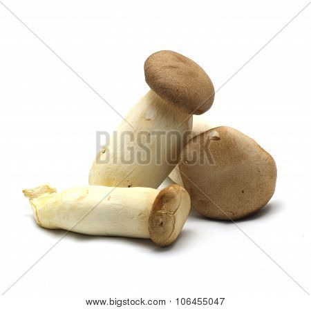 Eringii Mushroom