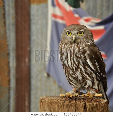 Burrowing Owl with Australian Flag