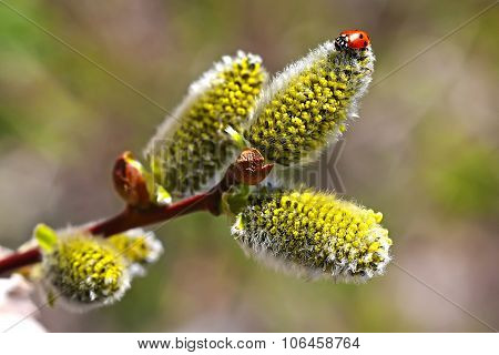 Wild shrub Siberia - goat willow flowering period (Latin Salix caprea L.)