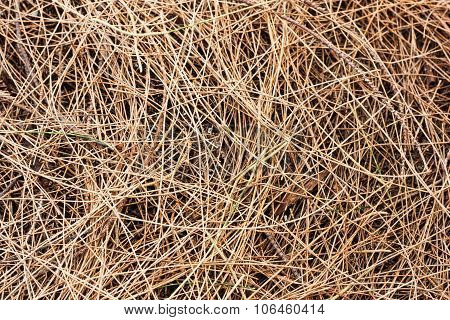 Dried Pine Leaves
