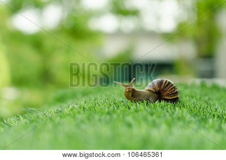 The Journey Of Snail.