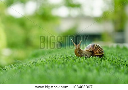 The Journey Of Snail.