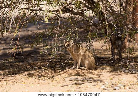Yellow Mongoose, Kalahari Desert, South Africa