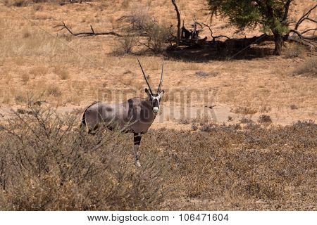Gemsbok, Oryx Gazella