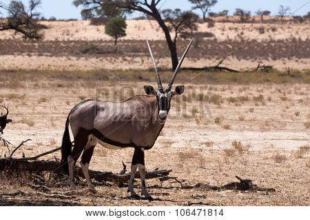 Gemsbok, Oryx Gazella