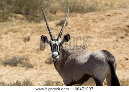 Gemsbok, Oryx Gazella
