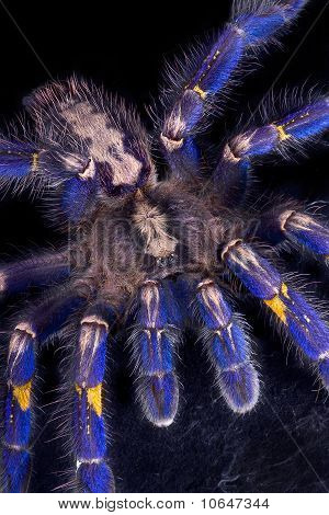Sininen Tarantula indeksointi