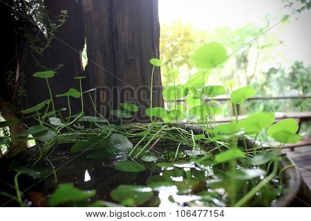 centella in water bowl