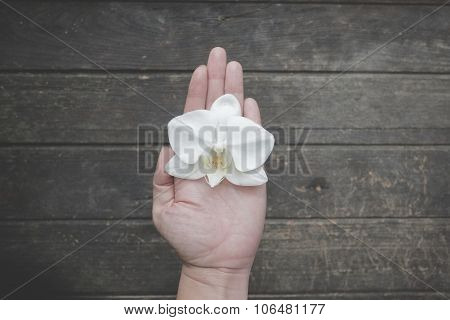 White Orchid in a Hand