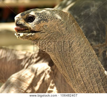 Tortoise Head