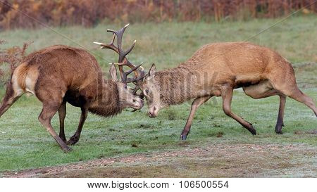 Red Deer Stags fighting