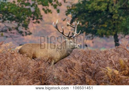 Red Deer Stag