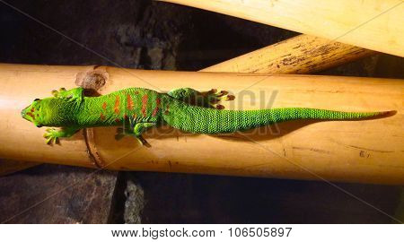 Green Lizard With Red Spots