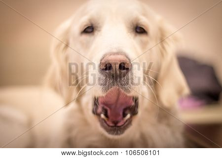 The dog's mouth open