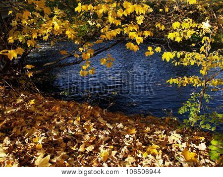 Autumn River