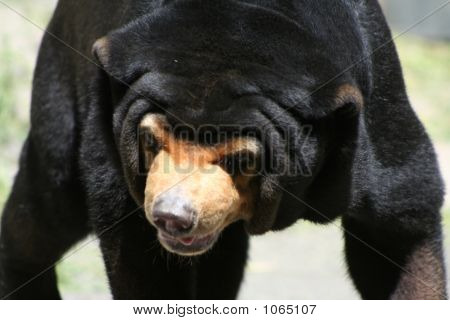 Sun Bear 12