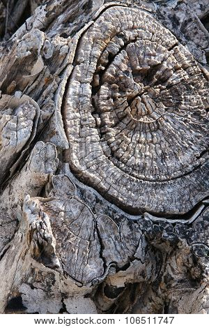 Gnarled and notty dead tree trunk