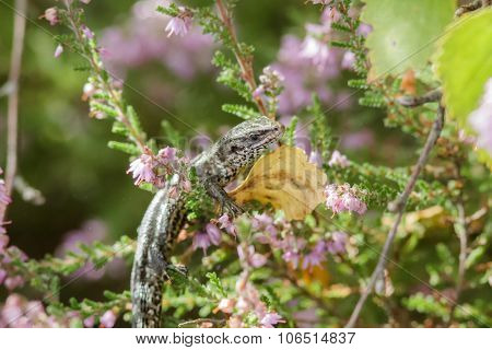 Common Lizard