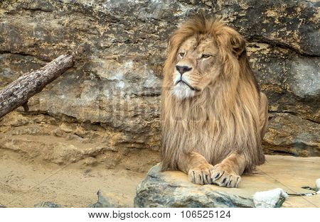 Posing Lion