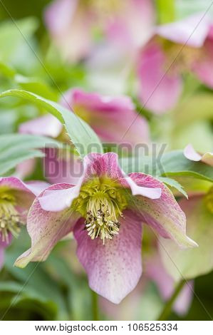 Cornus Pink Flowers