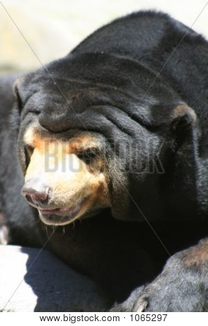 Sun Bear 3