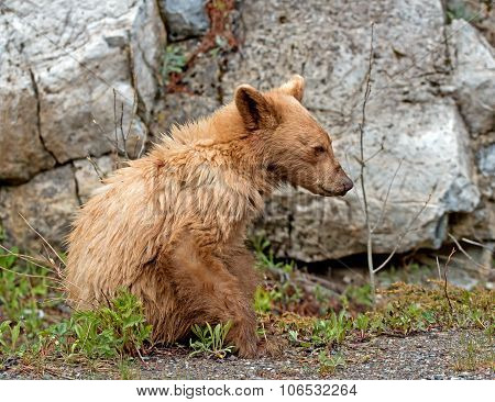 Cinnamon American Black Bear