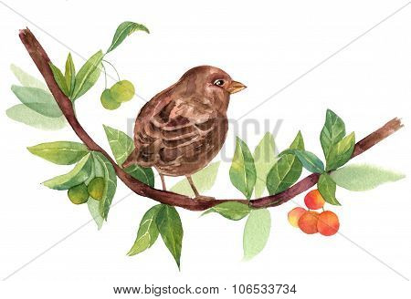 Vintage Watercolor Sparrow On Branch With Berries On White Background