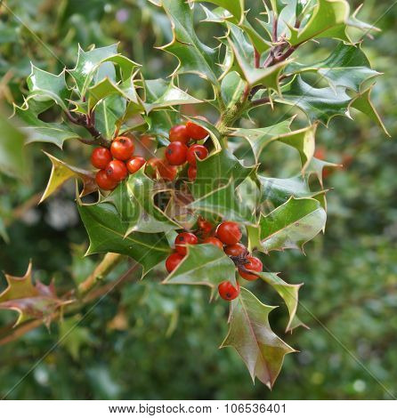 Ilex aquifolium with red berries