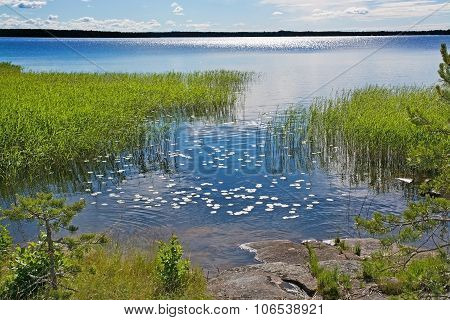Water surface with waterlily leaves