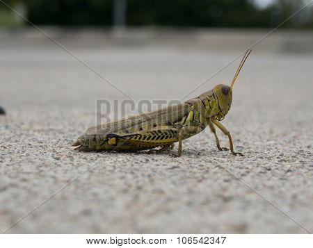The Grasshopper