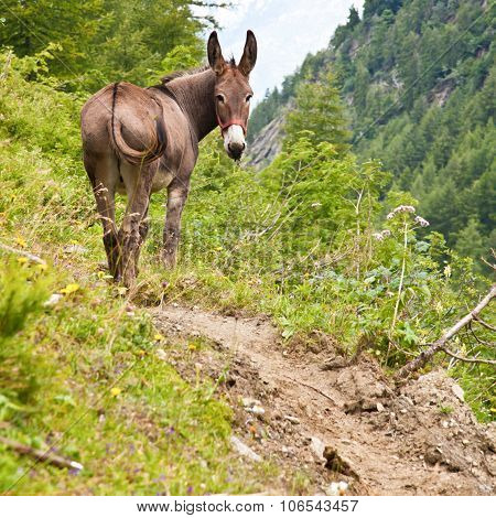 Donkey On Italian Alps