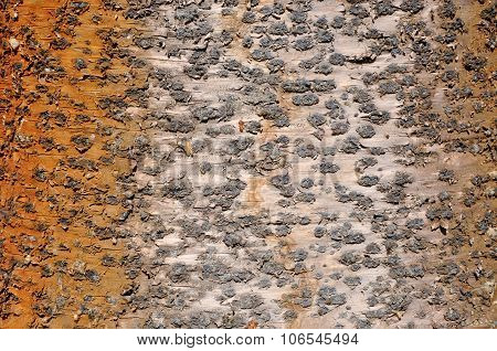 Shades of Brown: Tree Abstract