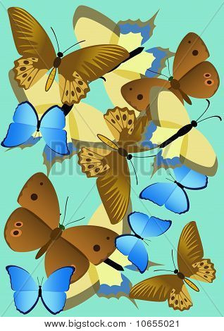 Farfalle.