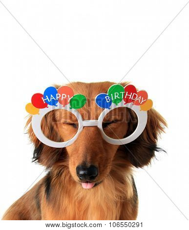 Funny Happy Birthday dachshund puppy with eyes closed and tongue sticking out. 