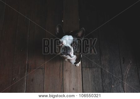 boston terrier dog look at camera