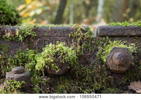 Moss On Railroad Track