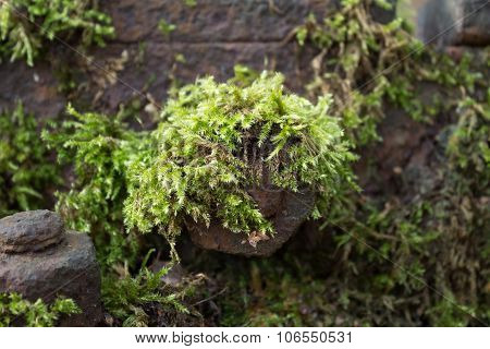 Moss On Railroad Track