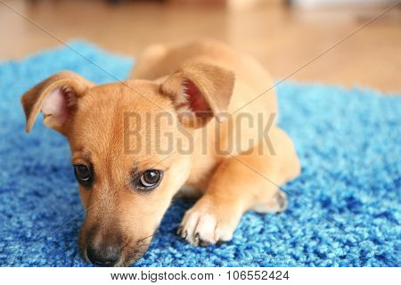 Puppet playing on a carpet