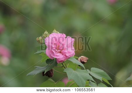 Hibiscus Mutabilis