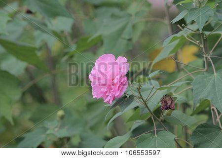 Hibiscus Mutabilis