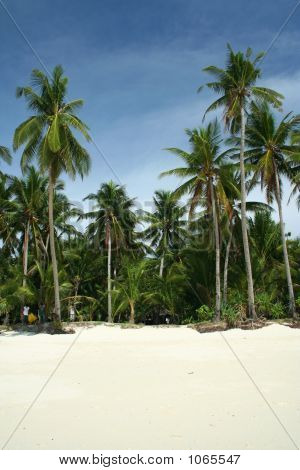 Tropical Beach