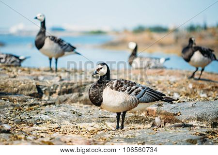 Barnacle Goose, Branta Leucopsis, Feral Goose On Rock