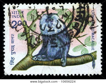 Lion tailed Macaque, Indien circa