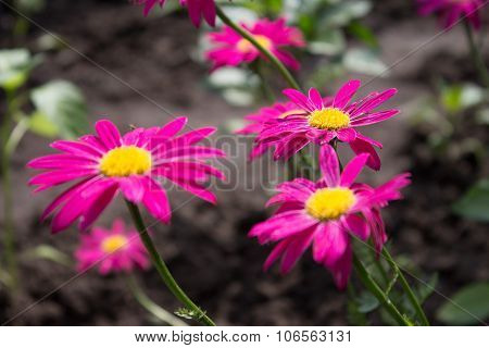 pink flowers