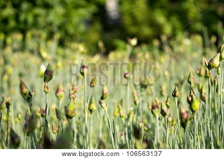 many unblown flower