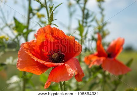 Wild red poppy