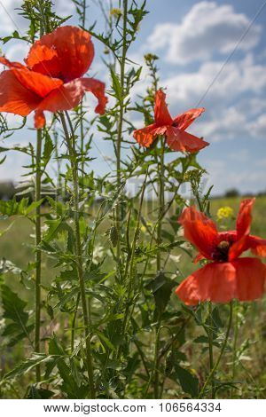 wild poppies