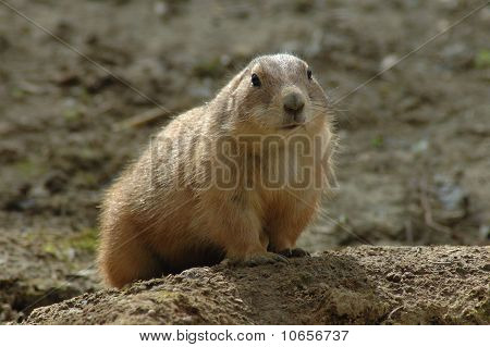 Black-tailed prærie hund (Cynomys ludovicianus)