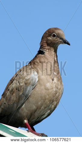 Silver grey dove side view